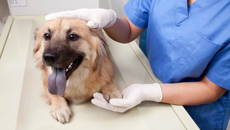 Tierarzt mit Hund im Untersuchungsraum