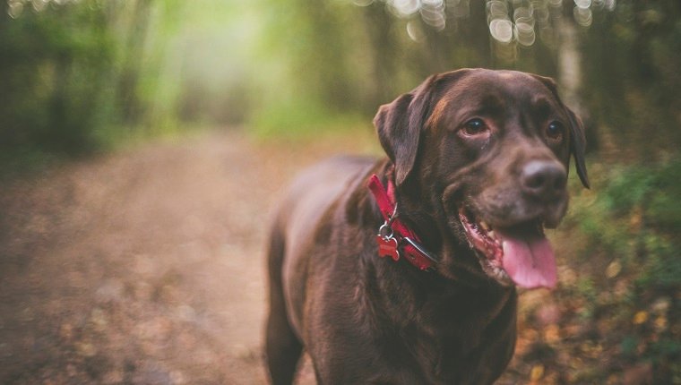 Der 6-jährige Chocolate Labrador rief Bob an, um Sport zu treiben und seine Spaziergänge zu genießen. Aufgenommen in der Nähe von Pontefract in West Yorkshire