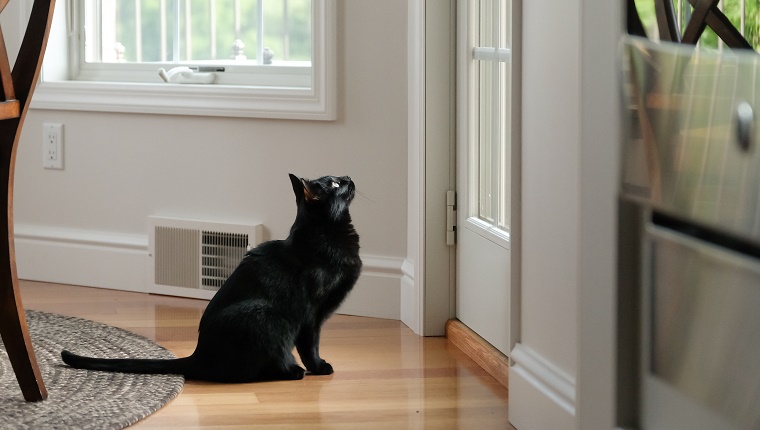 Schwarze Katze sitzt erwartungsvoll neben der Tür, schaut nach oben und durch Glasscheiben, um zu sehen, was draußen ist.