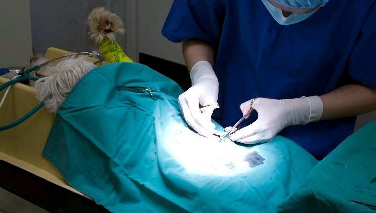 Chirurg, der am Hund operiert