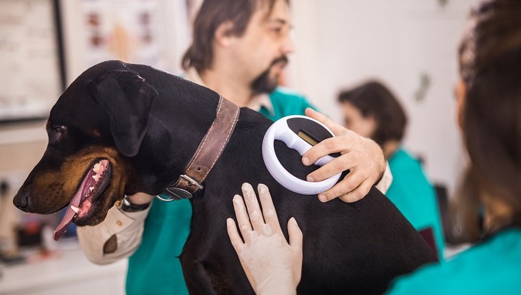Tierärzte kooperieren beim Scannen eines Hundechips im Büro des Tierarztes.