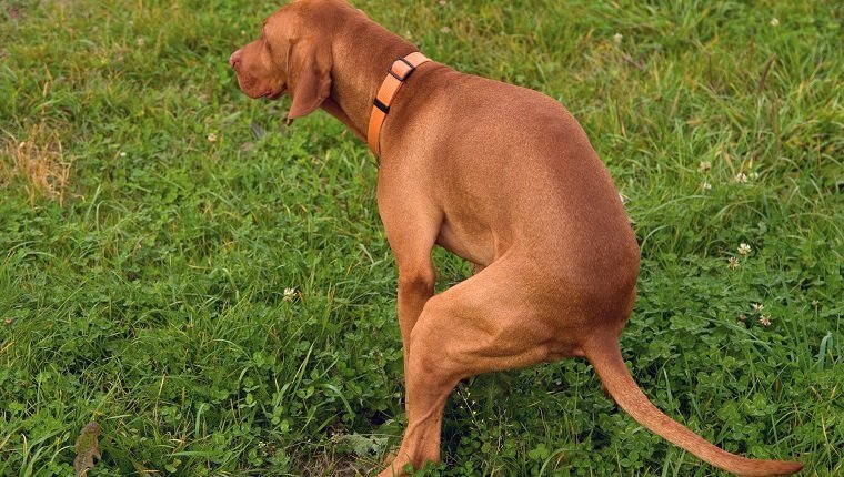 Setter / Zeiger Typ Ungarischer Vizsla reinrassiger Hund