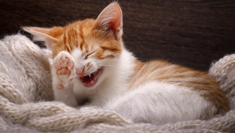 Lustige Katze lacht. Porträt einer lachenden Katze groß. Weißes Kätzchen mit einem roten, kleinen und niedlichen. Eine Katze mit guter Laune