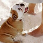 bulldog puppy sits in sand at owners feet