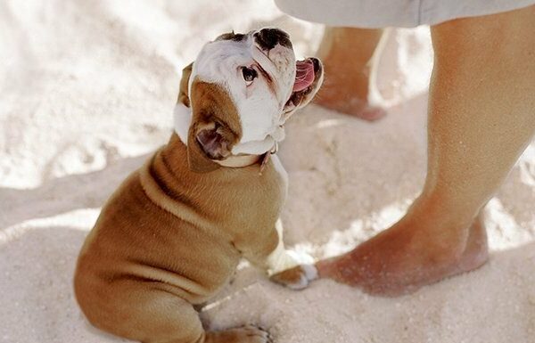 bulldog puppy sits in sand at owners feet