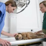Vets performing xray for bone cancer on dog in veterinary surgery