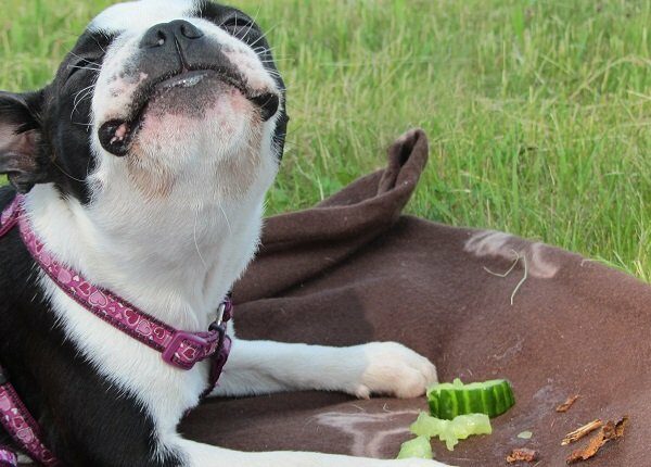 Cute Boston Terrier puppy enjoying cucumber