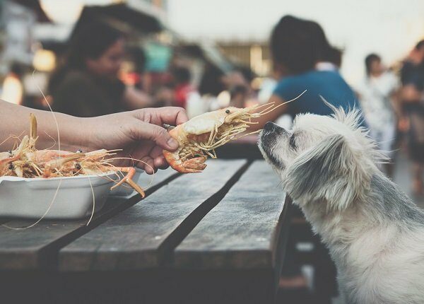 Dog so cute mixed breed with Shih-Tzu, Pomeranian and Poodle sitting at wooden table outdoor restaurant waiting to eat a prawn fried shrimp seasoning salt feed by people is a pet owner