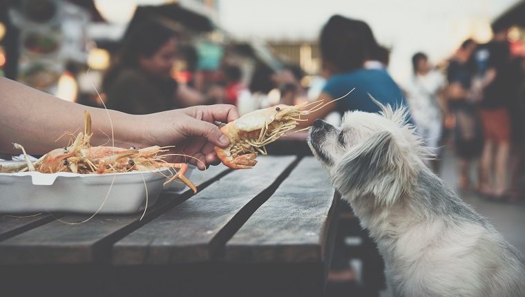 Dog so cute mixed breed with Shih-Tzu, Pomeranian and Poodle sitting at wooden table outdoor restaurant waiting to eat a prawn fried shrimp seasoning salt feed by people is a pet owner