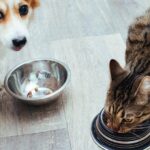 Dog and cat are eaten together in the kitchen. Close-up