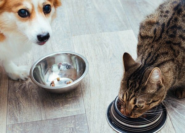 Dog and cat are eaten together in the kitchen. Close-up