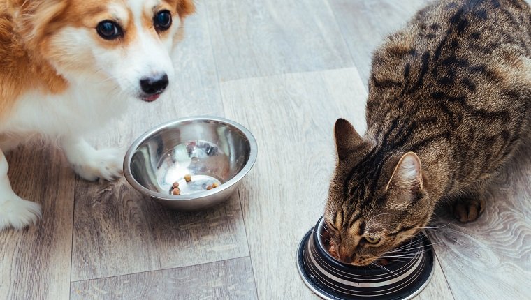 Können Hunde Katzenfutter essen? Ist Katzenfutter für Hunde sicher