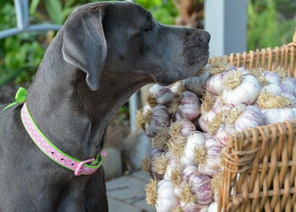 Curious canine garden helper inspects garlic