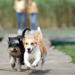Two adorable dogs running on wooden dock