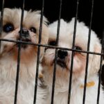 Puppy Mill Action Week: Wie Sie helfen können, Puppy Mills zu bekämpfen