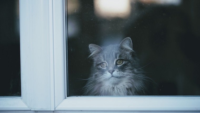 Katze, die durch das Fenster schaut