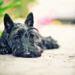 Scottish terrier lying on concrete, possibly suffering from Von Willebrand disease