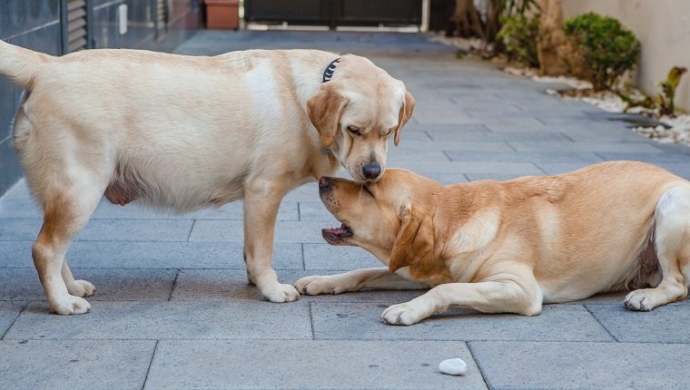 Teo Labrador Hunde spielen, einer ist schwanger.