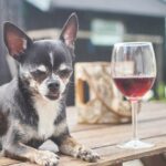 A chihuahua resting on a outdoor table with a glass of wine. Alcohol is toxic for dogs.