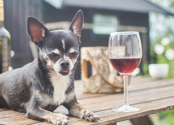 A chihuahua resting on a outdoor table with a glass of wine. Alcohol is toxic for dogs.