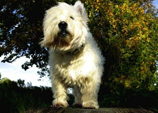 Sam the West Highland Terrier and who has been given a temporary reprieve at Aberdeen district court from death row for barking. The owner of the dog was making a bid to save the animal