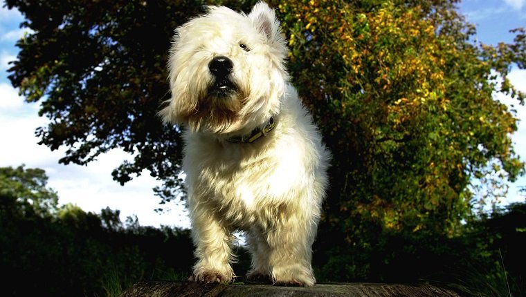 Sam the West Highland Terrier and who has been given a temporary reprieve at Aberdeen district court from death row for barking. The owner of the dog was making a bid to save the animal