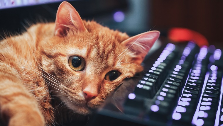 Katze liegt auf der Computertastatur an einem Arbeitsplatz und posiert
