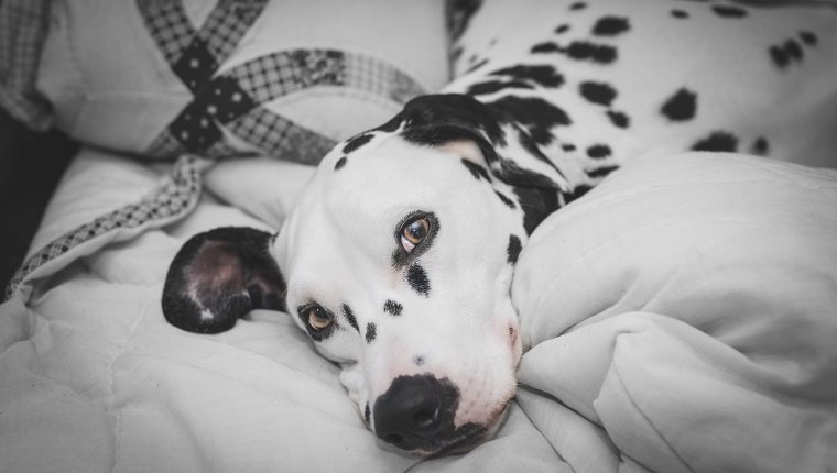 Close-Up Portrait von Dalmatiner auf dem Bett liegend zu Hause