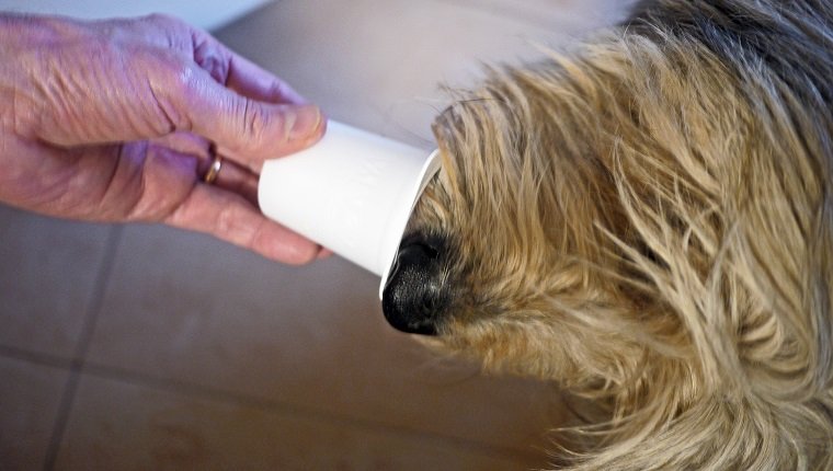 Dürfen Hunde Joghurt essen? Ist Joghurt für Hunde sicher? Haustiere Welt