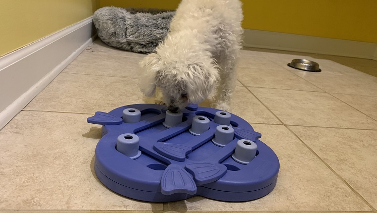 Leia findet ihr Leckerchen-Puzzle-Spielzeug heraus