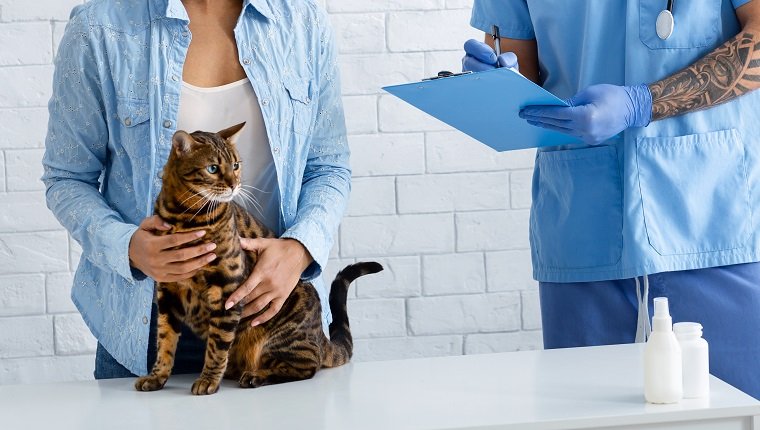 Nicht erkennbarer Tierarzt, der ein Rezept für eine süße Tabby-Katze in der Arztpraxis ausschreibt, Panorama