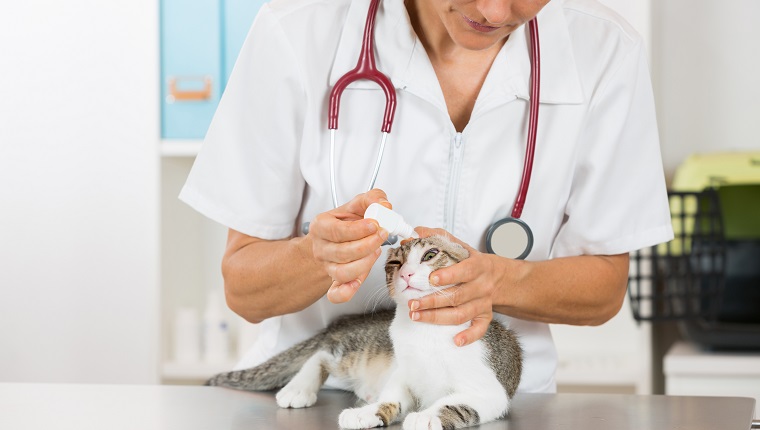Tierarzt, der ein paar Tropfen Augentropfen aufträgt Katze