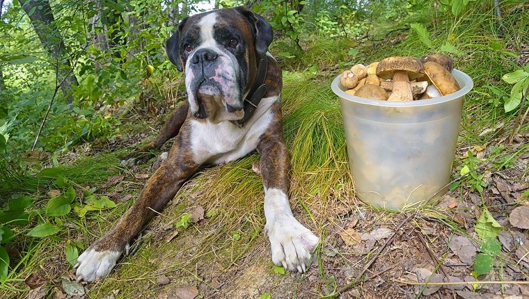 Boxerhund im Wald mit Pilzen. Boletus edulis Saison.