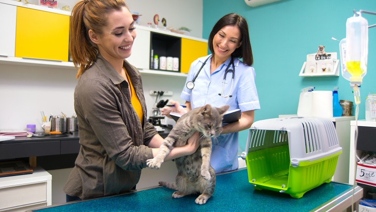 Tierarzt untersucht schöne graue Katze im Tierkrankenhaus.
