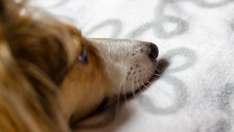 Gallensteine bei Hunden Symptome, Ursachen und Behandlungen