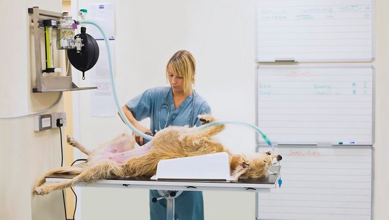 Tierarzt mit Hund auf OP-Tisch