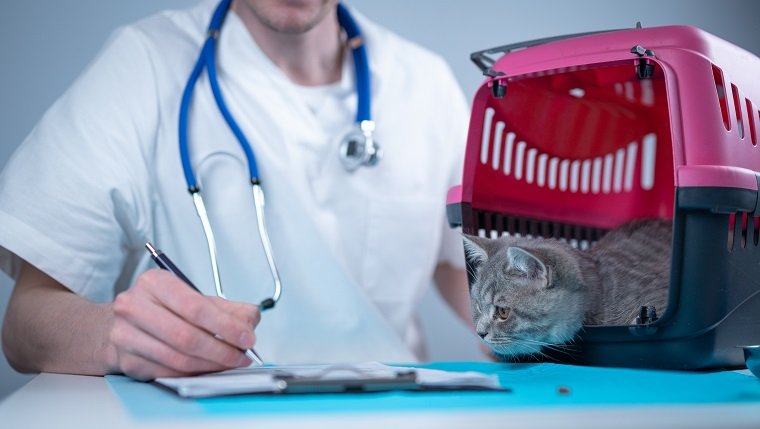 Tabby süße Katze Scottish Straight Rasse zu Besuch beim Tierarzt in der Tierklinik. Glücklicher europäischer Tierarzt mit Zwischenablage in der Klinik neben dem Tiertransporter am Untersuchungstisch. Tierarztpraxis.