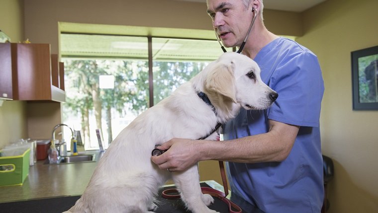Tierarzt hört das Herz des Welpen auf dem Untersuchungstisch an