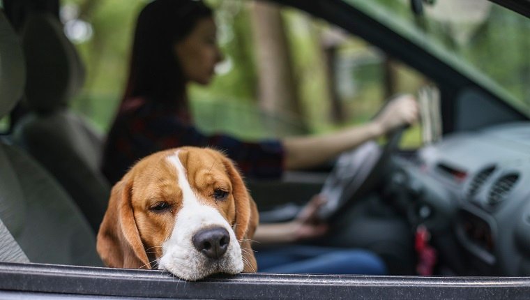 Junge Frau, die ihren Beagle-Hund in einem Auto fährt.