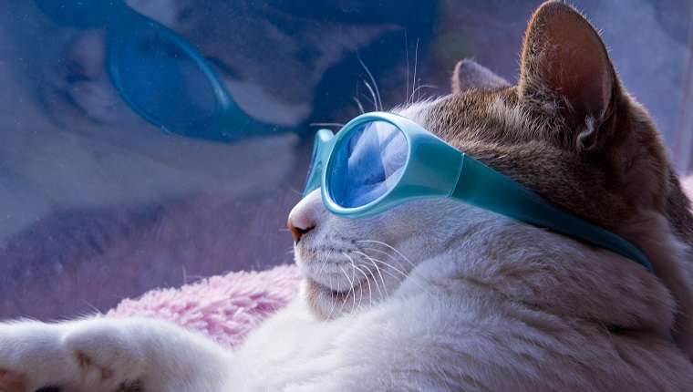 Katzensonnenbrille im Sommer