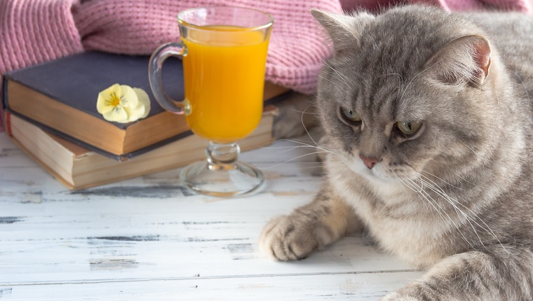Graue schottische gerade Katze, die ordentliches Glas Orangensaft sitzt.