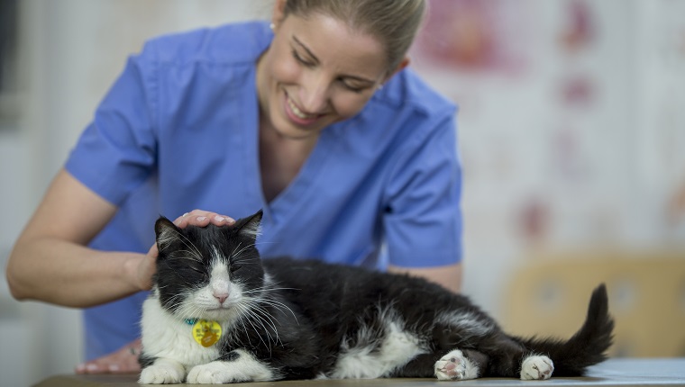 Eine Katze liegt drinnen im Büro eines Tierarztes. Sie wird von der freundlichen Tierärztin gestreichelt, die die Katze untersuchen will.