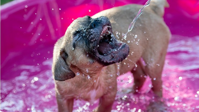 Ein blinder Bulldoggenwelpe, der ins Wasser beißt und in einem Kinderbecken spielt playing