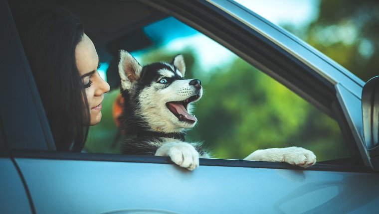 Hund und Frau auf Abenteuer im Auto