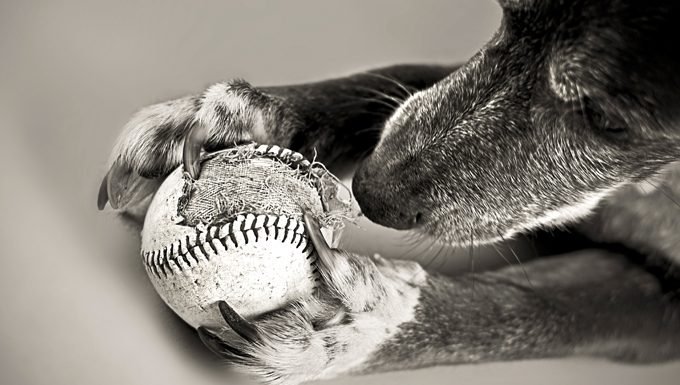 Hund kaut alten Baseball