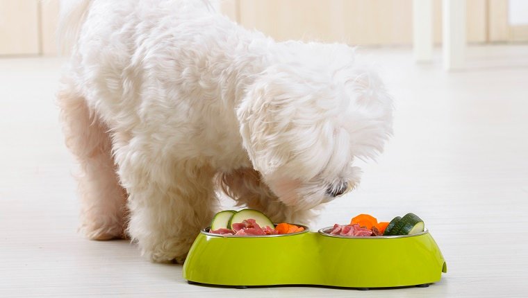 Sind Hunde Allesfresser? Was bedeutet das und was sollten sie essen
