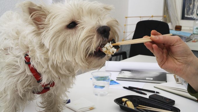 Hund isst Sushi auf dem Schreibtisch
