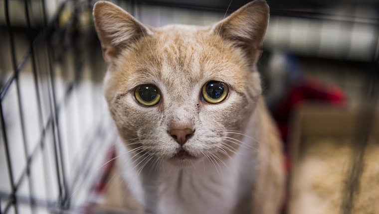 Sehr trauriges Katzenporträt mit großen Augen im Käfig, der auf Adoption wartet