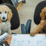 Working like a dog on take your dog to work day - Two poodle puppies sitting at a desk