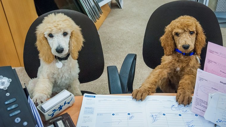 Arbeiten wie ein Hund, um Ihren Hund zum Arbeitstag zu bringen - Zwei Pudelwelpen sitzen an einem Schreibtisch